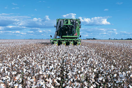 Harvester in cotton field